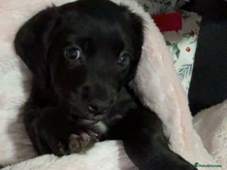 Mixed Breed dogs Cocker spaniel x Patterdale puppy - Advert 1