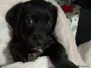 Mixed Breed dogs Cocker spaniel x Patterdale puppy - Advert 14