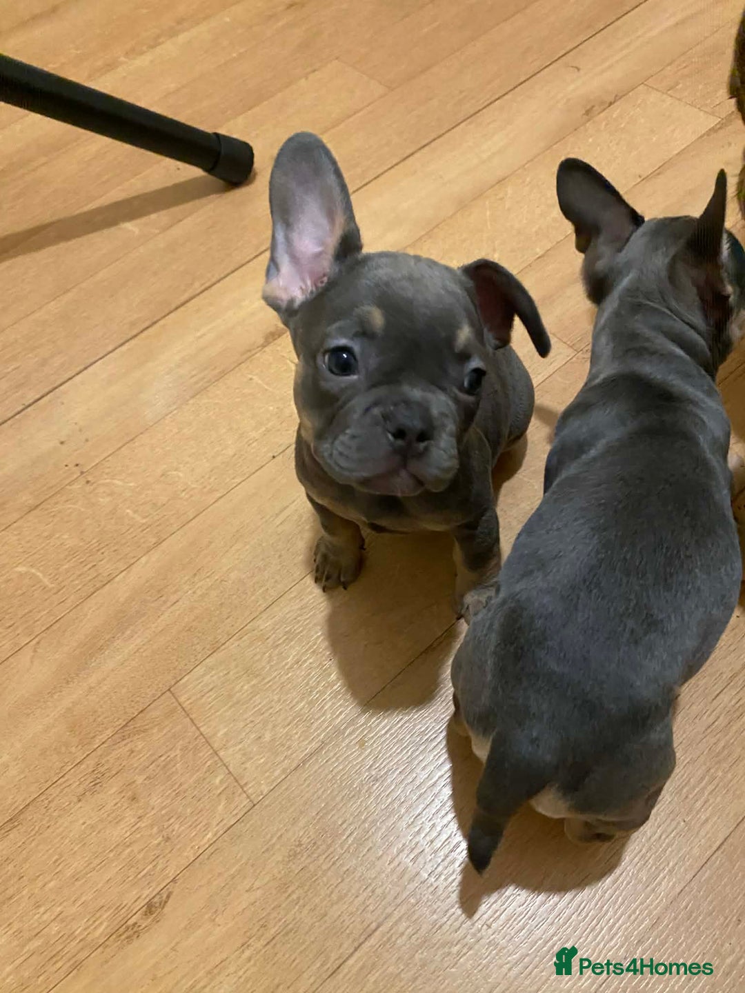 French Bulldog dogs for sale: French bulldog puppies x7  - Advert 9