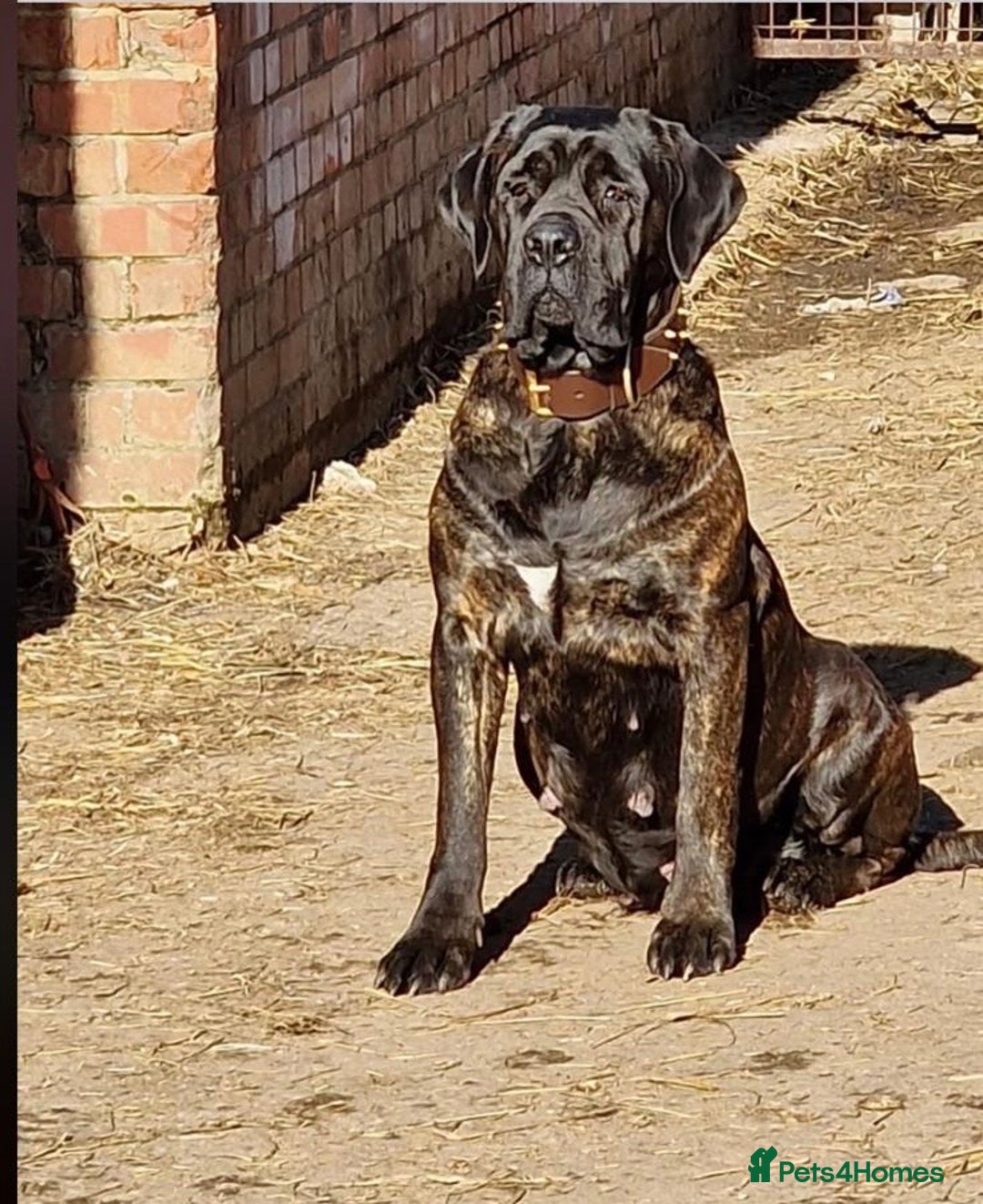 Cane Corso dogs for sale: Cane Corso puppy 4 months old  - Advert 4