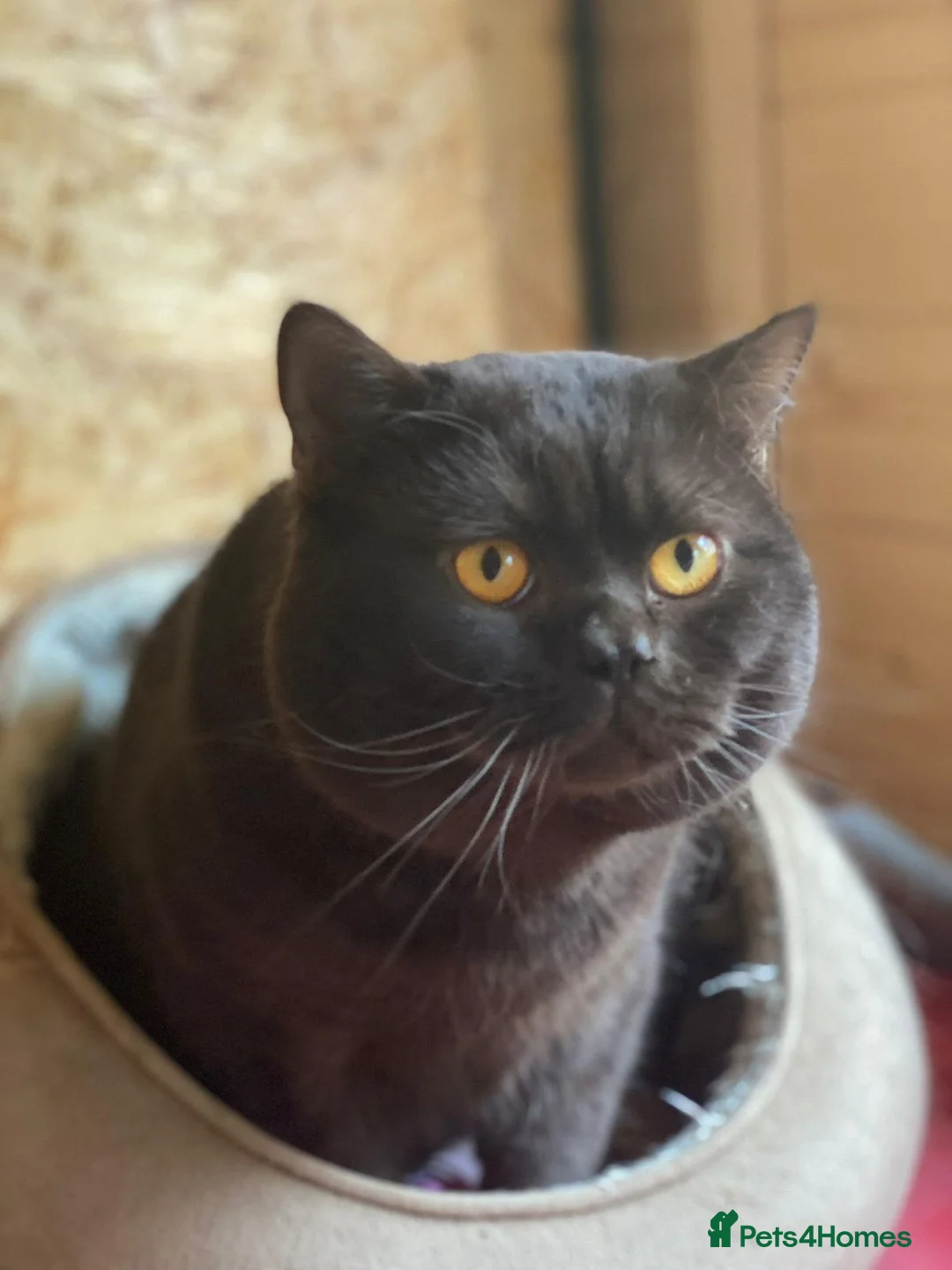 British Shorthair cats for sale: Purebred Brtish Shorthair - Advert 21