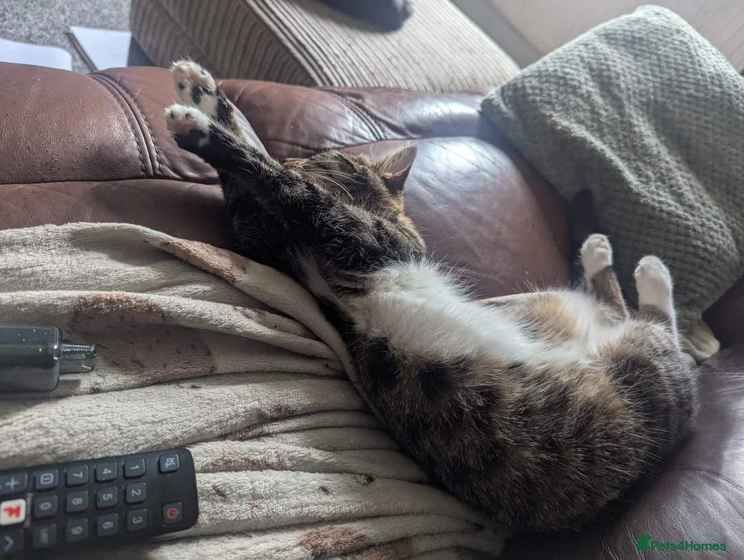 Mixed Breed cats for sale: Reluctant rehoming of our cat - Advert 4