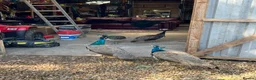 Mixed Breed birds for sale: Peacocks for sale in Fareham - Advert 2