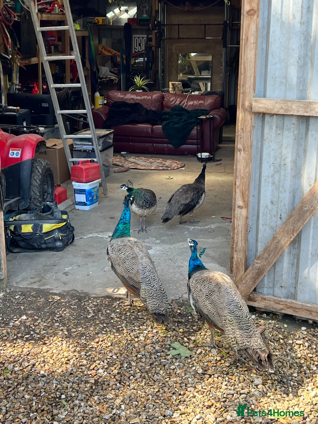 Mixed Breed birds for sale: Peacocks for sale in Fareham - Advert 2