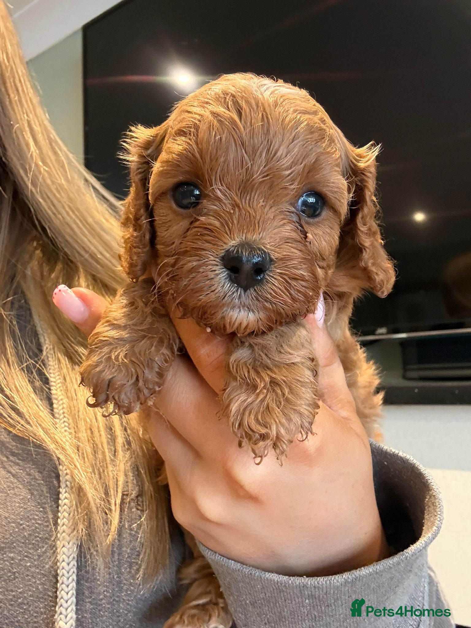 Cavapoo dogs F1 cavapoo  1 boy 1 girl AVAILABLE  - Advert 6