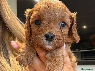 Cavapoo dogs F1 cavapoo 1 boy 1 girl AVAILABLE - Advert 6