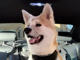 Akita dogs Japanese Akita - Perfect healthy Akita Stud. - Advert 3