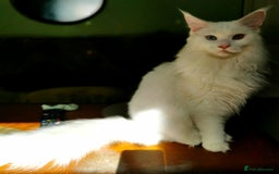 Maine Coon cats for sale: white Maine coons blue and odd-eyes, Tica in Swansea - Image 3