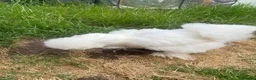 Chickens poultry for sale: Two friendly pet chickens, used to handling - Advert 6