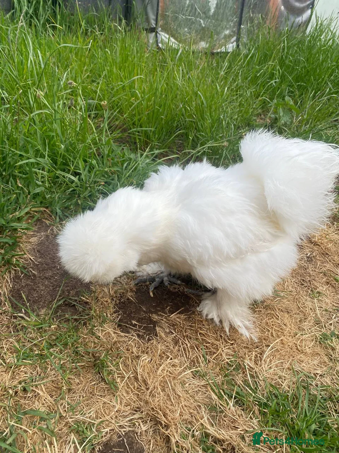 Chickens poultry for sale: Two friendly pet chickens, used to handling - Advert 6
