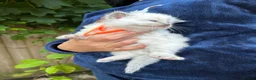 Ragdoll cats for sale: Beautiful Pure Blue Point Ragdoll  - Advert 26