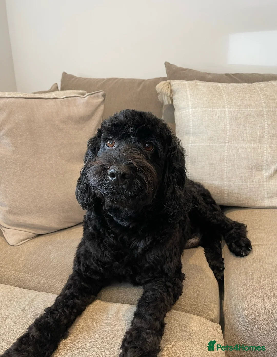 Labradoodle dogs for stud:  Miniature Labradoodle Stud - Advert 4