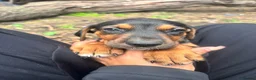 Mixed Breed dogs for sale: Doberman x lurcher puppies - Advert 7