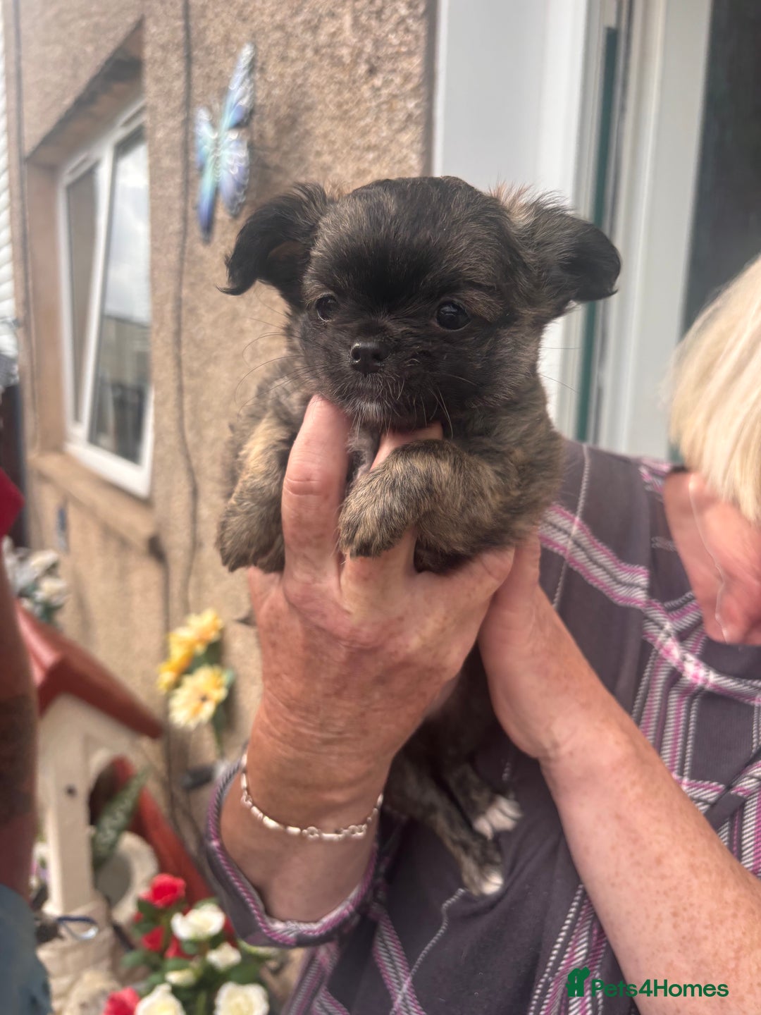 Chihuahua dogs for sale: Long Hair Chihuahua Puppies in Bathgate - Image 2