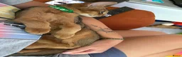 Abyssinian cats for sale: Beautiful abyssinian kittens - Advert 4
