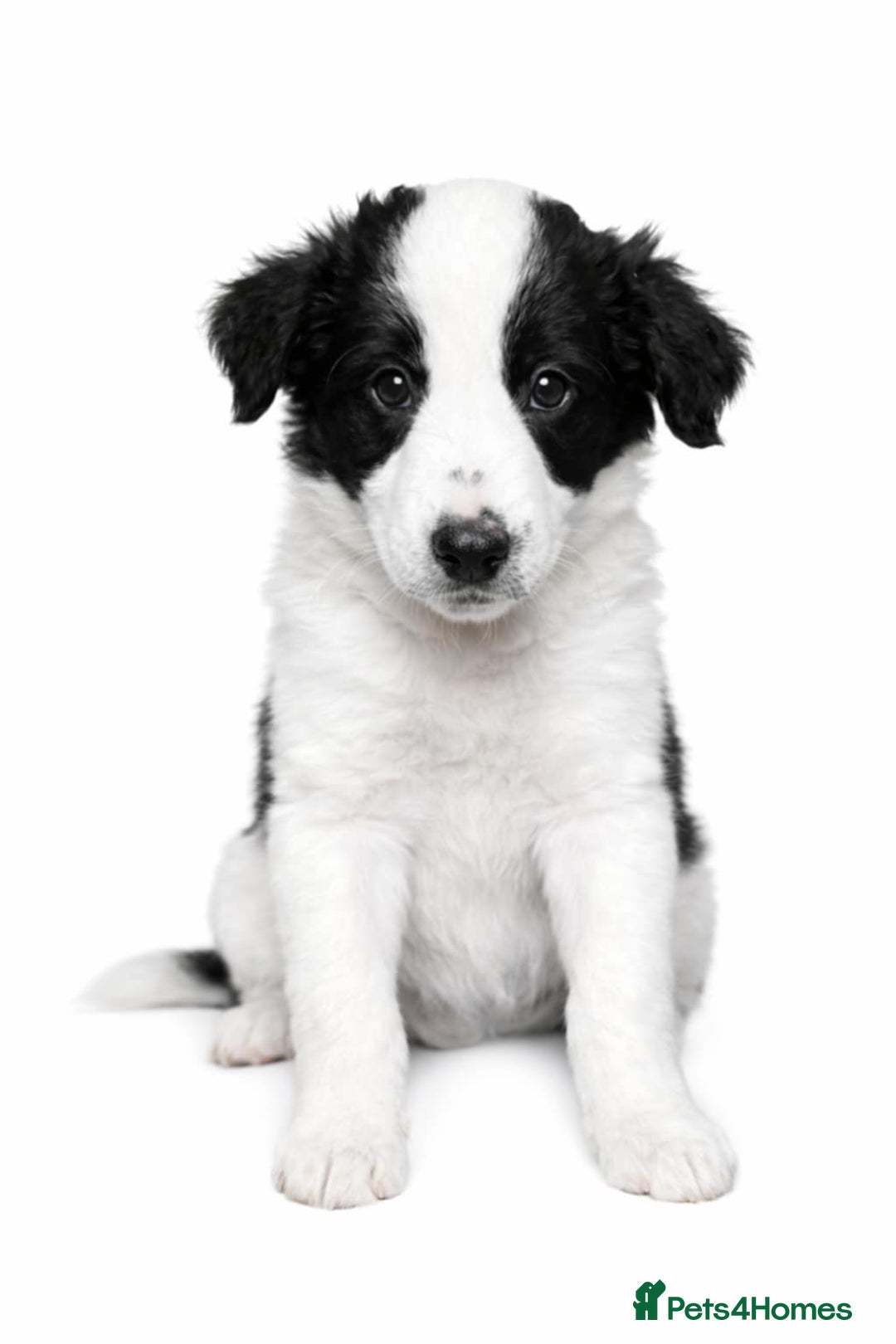 Border Collie dogs for sale: Border collie blue marble puppies - Advert 8