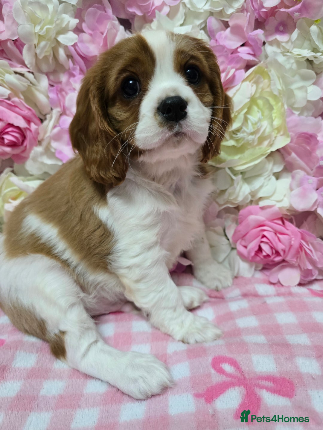 Cavalier King Charles Spaniel dogs for sale: KC registered from Health Tested parents  - Advert 2