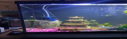 Plecos fish for sale: Bristle nose baby’s  - Advert 4