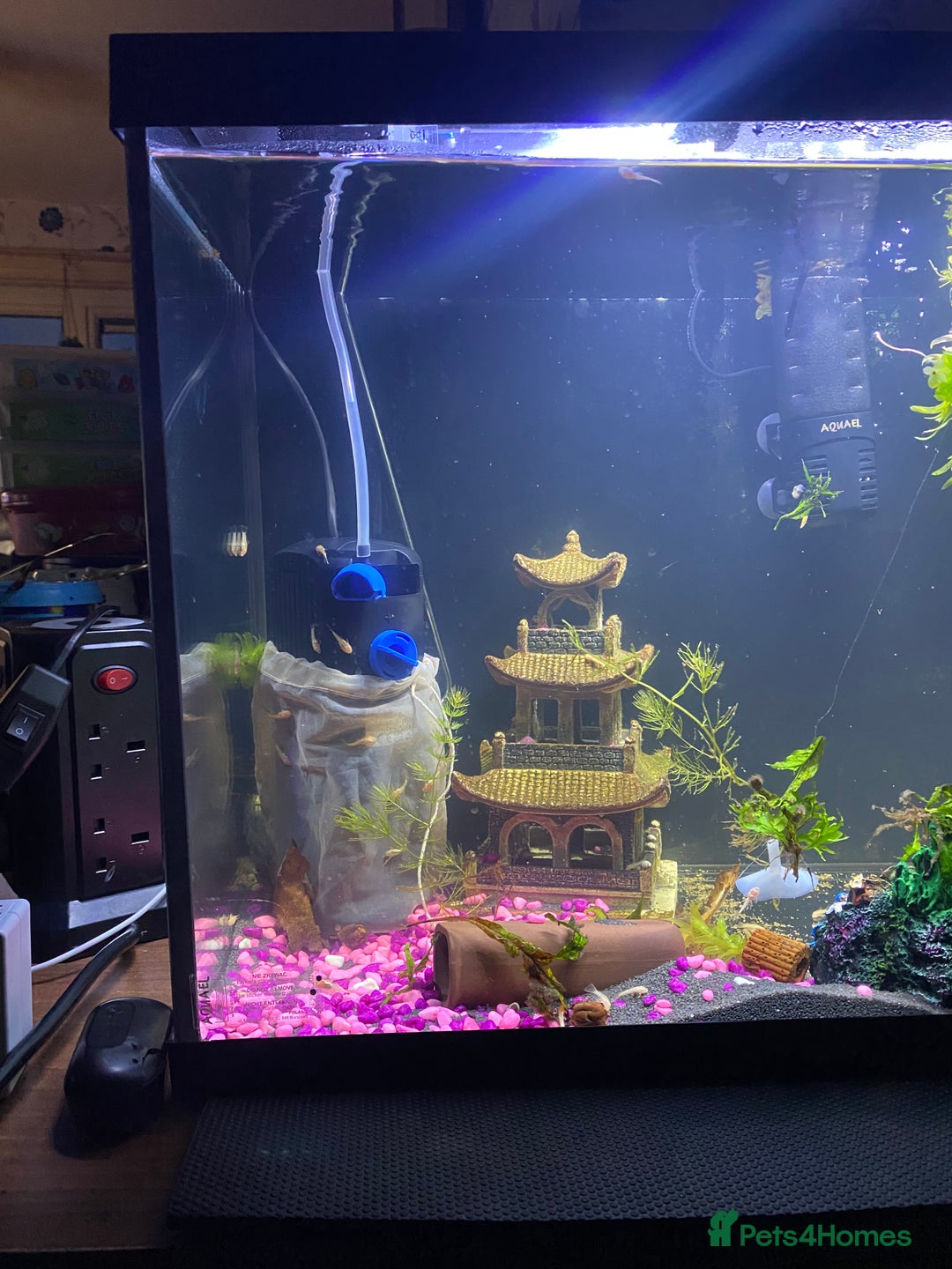 Plecos fish for sale: Bristle nose baby’s  - Advert 4