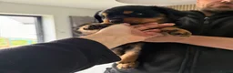 Rottweiler dogs for sale: 6 gorgeous Rottweiler pups  in Doncaster - Advert 9