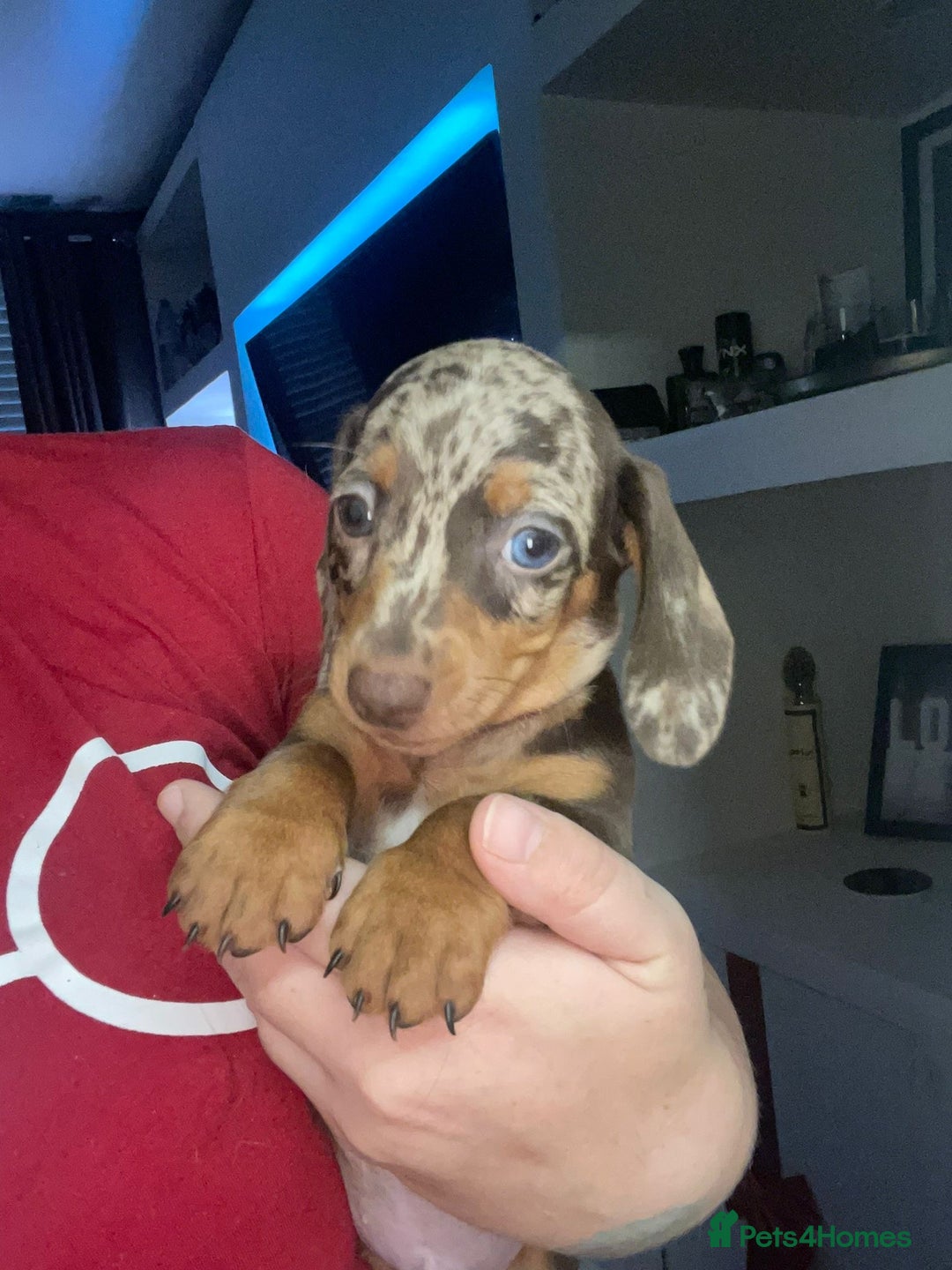 Dachshund dogs for sale: READY TO LEAVE -Beautiful Dachshund puppies - Advert 19