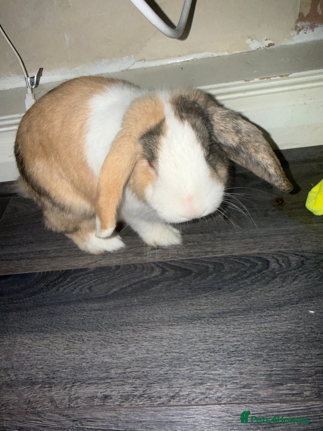 Mini Lop rabbits for sale: Mini lop brothers - Advert 2