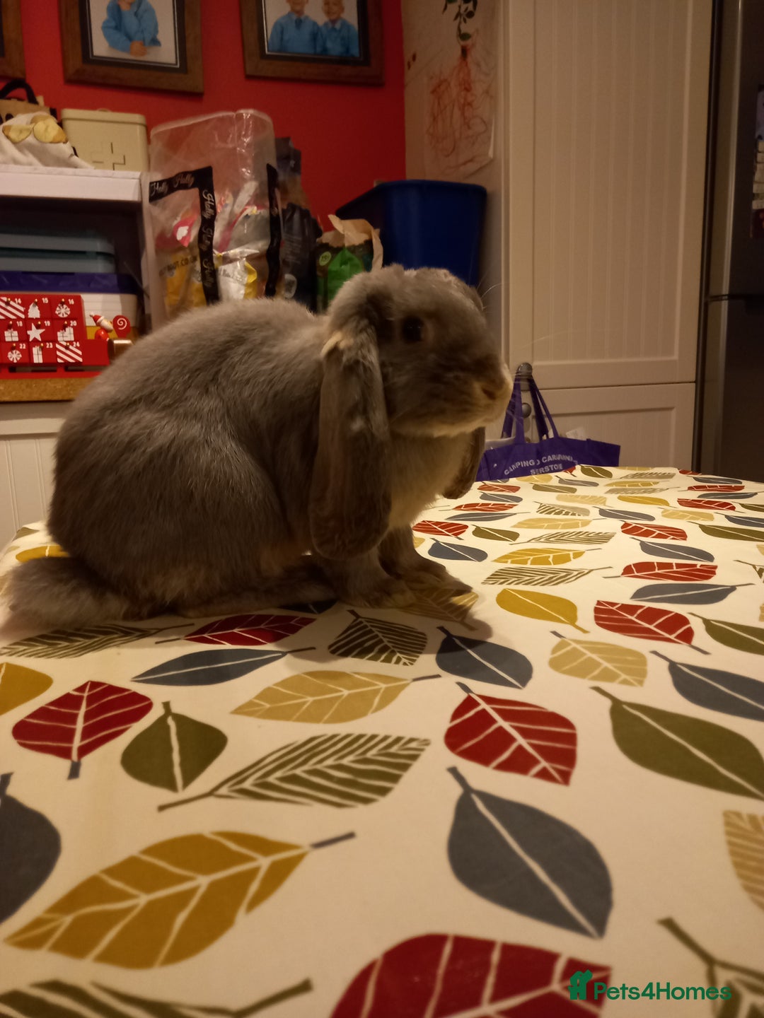 French Lop rabbits for sale: Bonded Pair, Blue French Lop and Holland Mini Lop - Advert 5