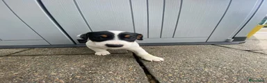 Jack Russell Puppy 7