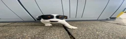 Jack Russell dogs for sale: Working jack russell puppies  - Advert 3