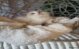 Ragdoll cats for sale: Quality Tica reg Ragdoll kittens  - Image 9