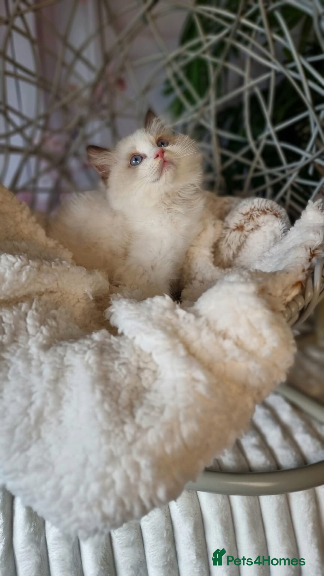 Ragdoll cats for sale: Quality Tica reg Ragdoll kittens  - Image 9
