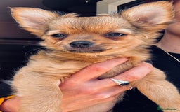 Pomchi dogs for sale: Beautiful female puppy ready now!  in Godstone - Image 17