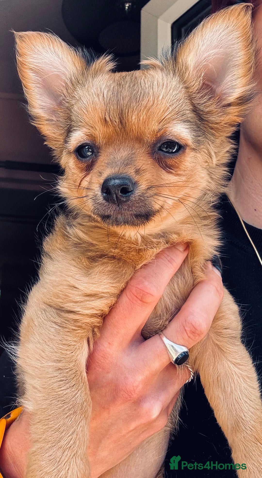 Pomchi dogs for sale: Beautiful female puppy ready now!  in Godstone - Image 17