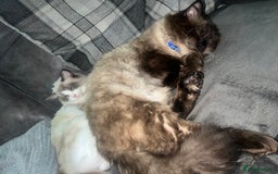 Ragdoll cats for stud: Stunning ragdoll for stud  - Image 17