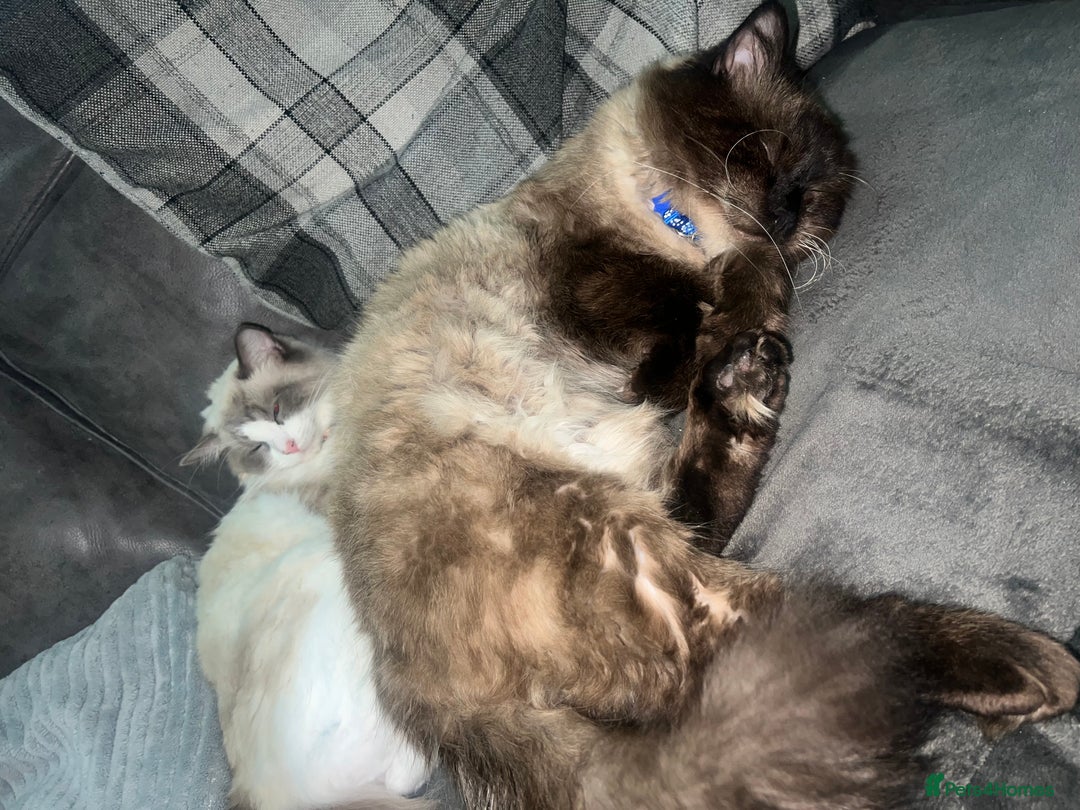 Ragdoll cats for stud: Stunning ragdoll for stud  - Image 17