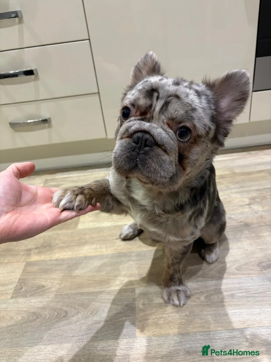 French Bulldog dogs for sale: 🐾 Forever Home Wanted for Bodhi French Bulldog 🐾 - Advert 2