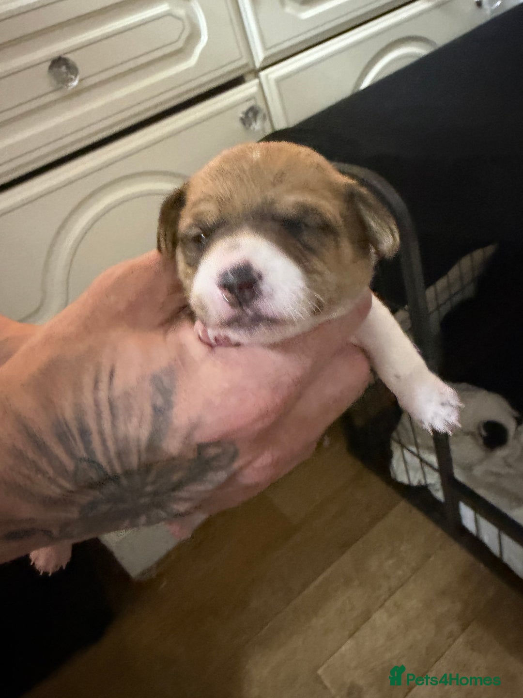 Jack Russell dogs for sale: Jack Russell puppies  - Advert 16