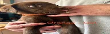 Orange collar
