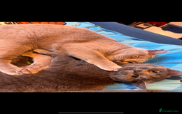 British Shorthair cats for sale: 2 Grey male British Shorthair kittens for sale  - Image 10