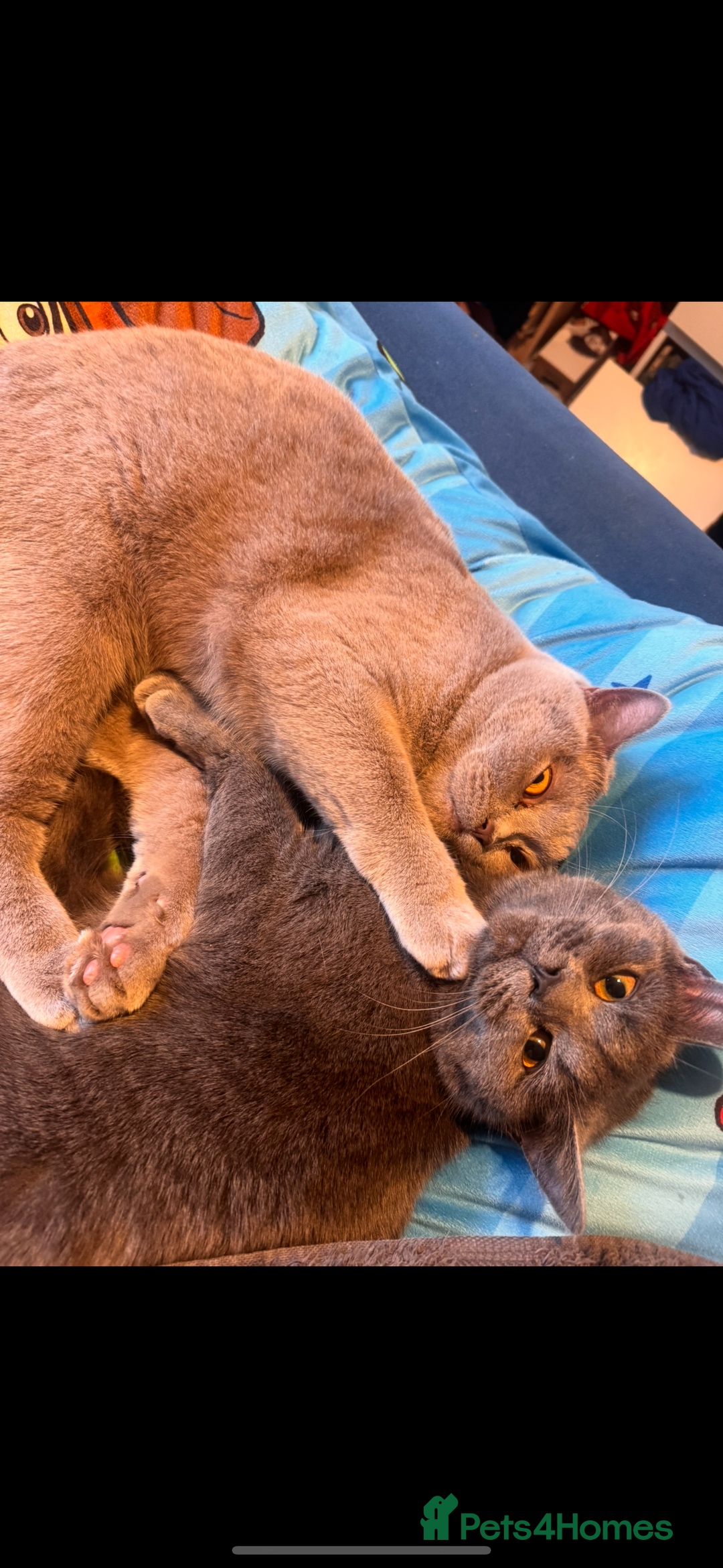 British Shorthair cats for sale: 2 Grey male British Shorthair kittens for sale  - Image 10
