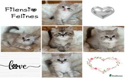 RagaMuffin cats for sale: PEDIGREE RAGAMUFFIN KITTENS RARE - Image 1