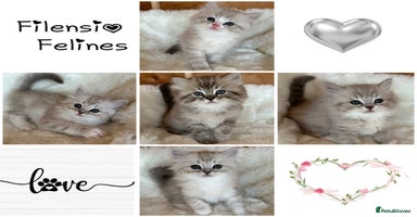 RagaMuffin cats - Advert 1