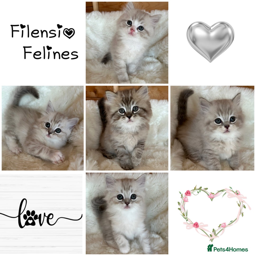 RagaMuffin cats for sale: PEDIGREE RAGAMUFFIN KITTENS RARE - Image 1