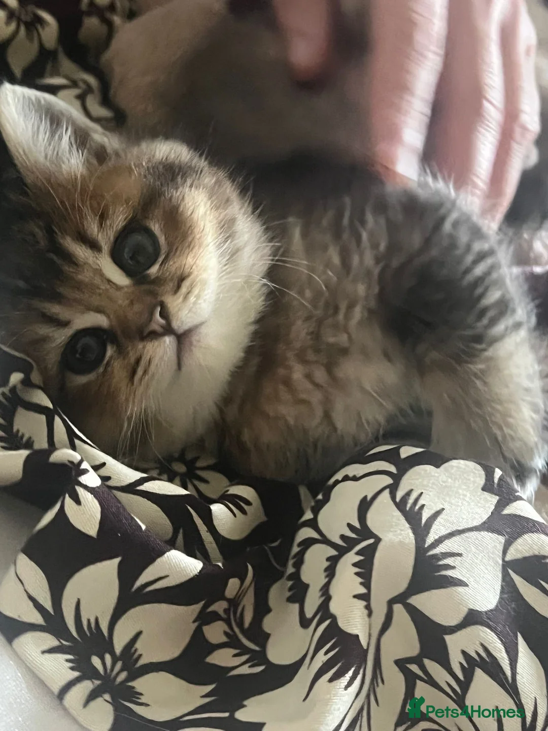 British Shorthair cats for sale: Golden bsh - Advert 1