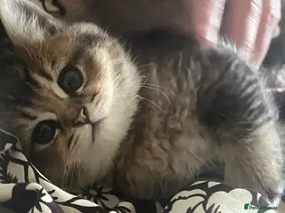 British Shorthair cats Golden bsh - Advert 1