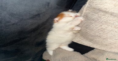 Persian cats - Advert 12