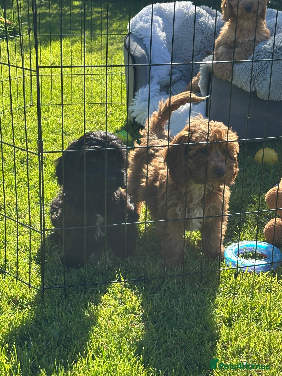 Cockapoo dogs for sale: Cockapoo babies  - Image 13