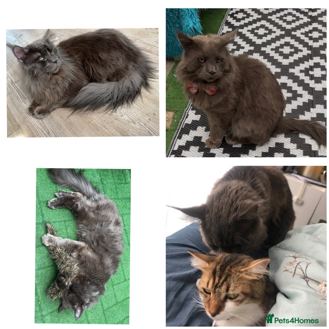 Maine Coon cats for sale: XXL Maine Coon kittens 🔥rare Black Smoke  - Image 38