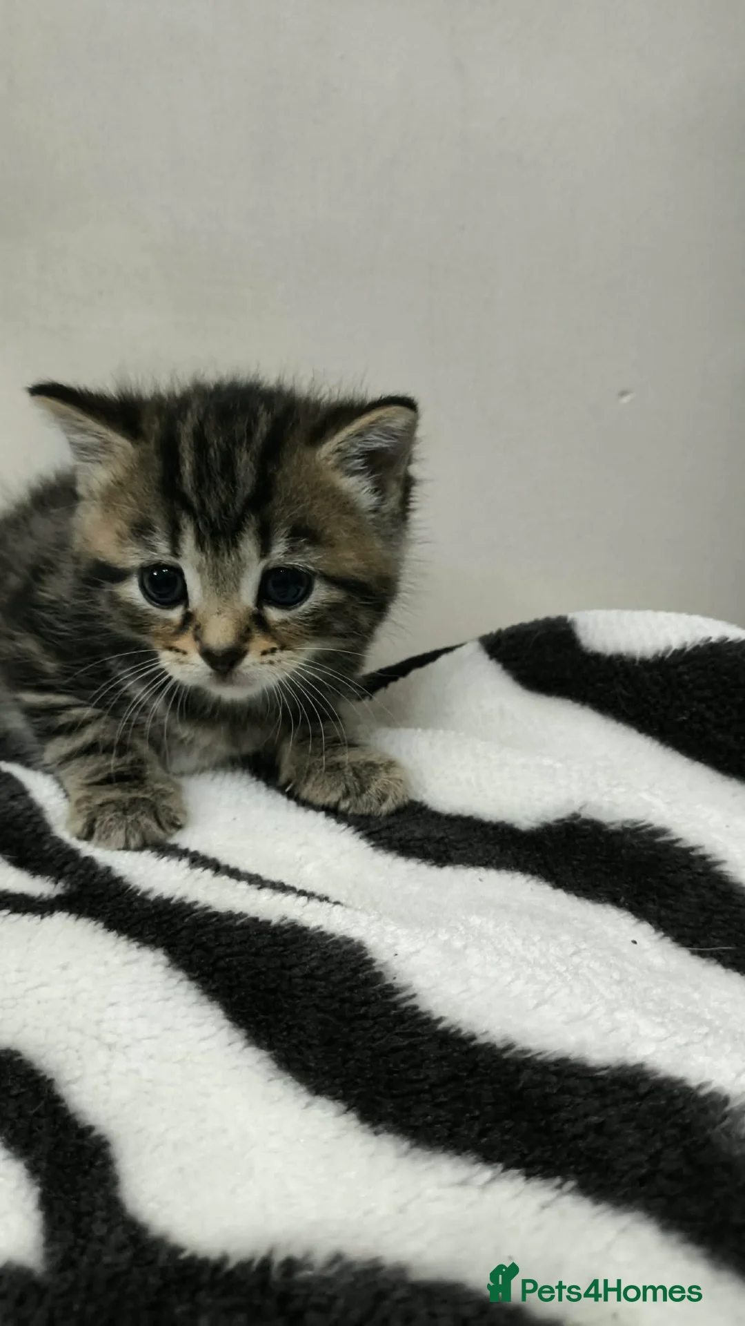 Mixed Breed cats for sale: Adorable Tabby Kittens Looking for Forever Homes - Advert 14