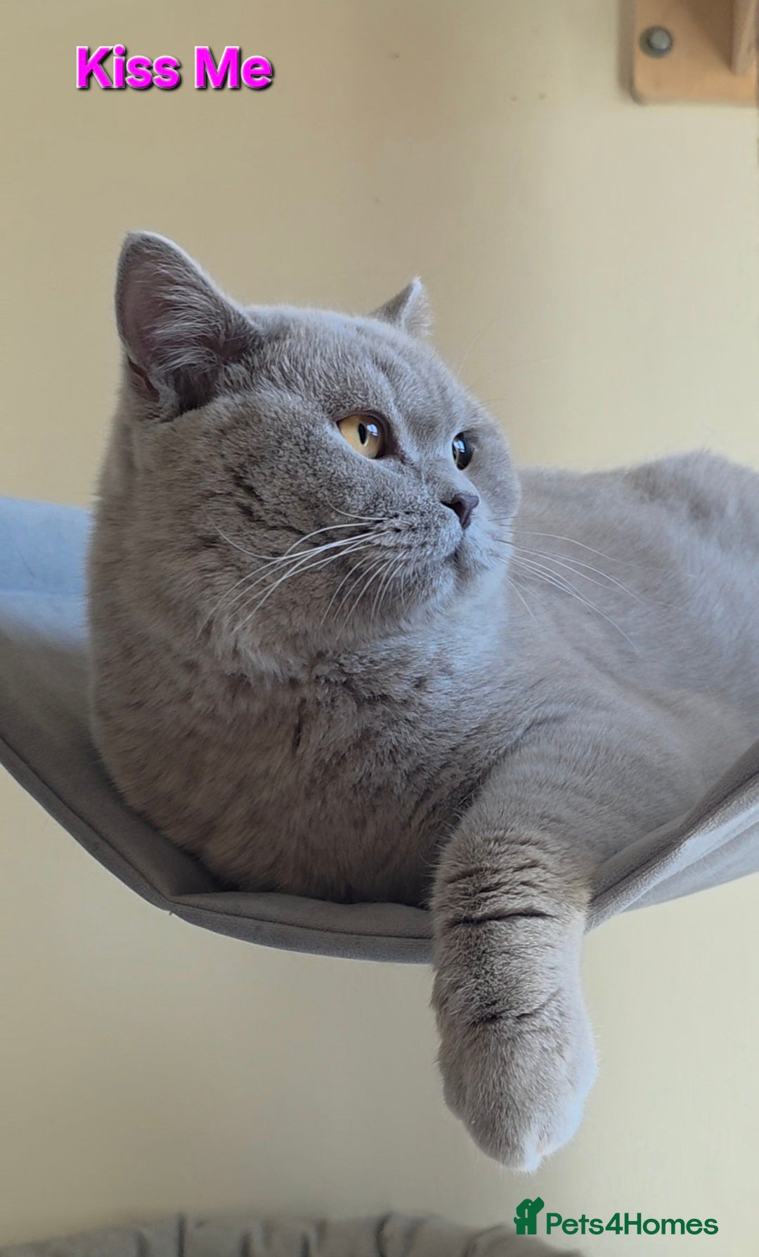 British Shorthair cats Closing of BSH cattery, 50% discount  - Advert 1